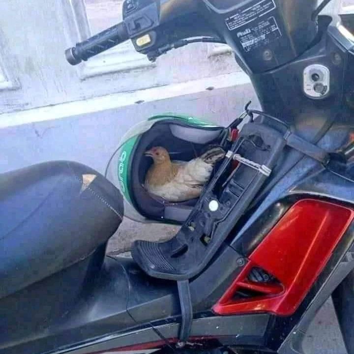 hewan nggak pada tempatnya nyeleneh © berbagai sumber