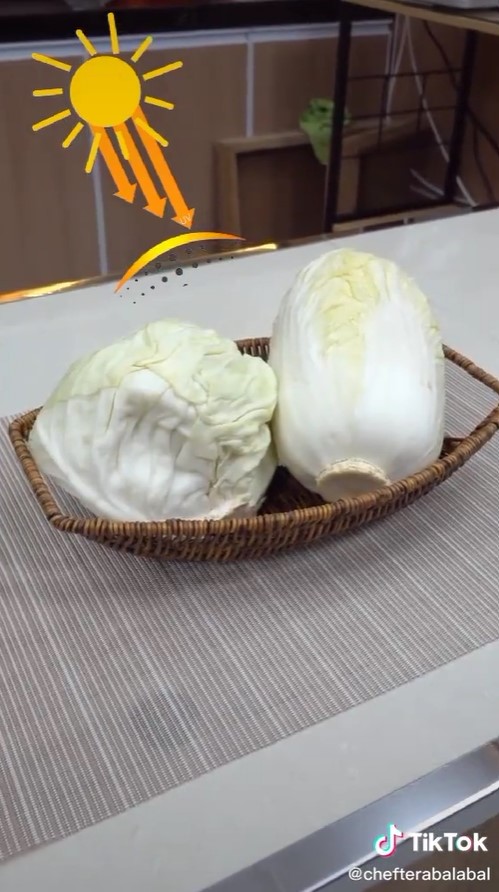 Trik menyimpan sawi putih dan kubis tanpa kulkas, awet hingga 2 minggu