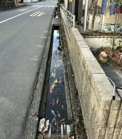 penampakan di selokan ada-ada aja © berbagai sumber penampakan di selokan ada-ada aja © berbagai sumber