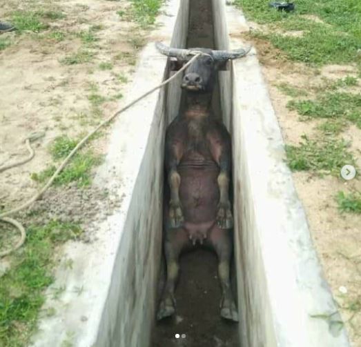 penampakan di selokan ada-ada aja © berbagai sumber penampakan di selokan ada-ada aja © berbagai sumber