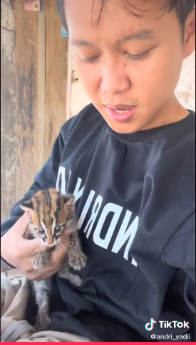 kucing langka Tiktok kucing langka Tiktok