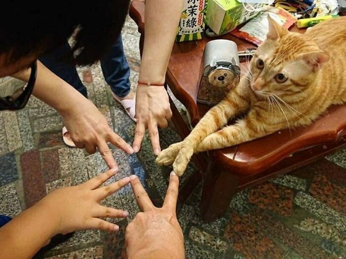 Aksi hewan mirip manusia Berbagai sumber Aksi hewan mirip manusia Berbagai sumber