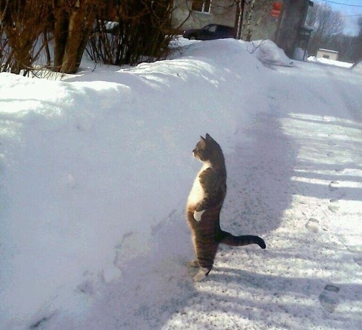 Aksi hewan mirip manusia Berbagai sumber Aksi hewan mirip manusia Berbagai sumber