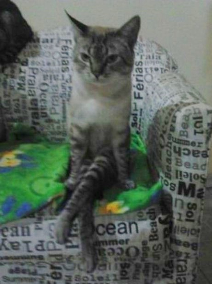 Aksi hewan mirip manusia Berbagai sumber Aksi hewan mirip manusia Berbagai sumber