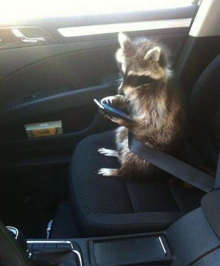 Aksi hewan mirip manusia Berbagai sumber