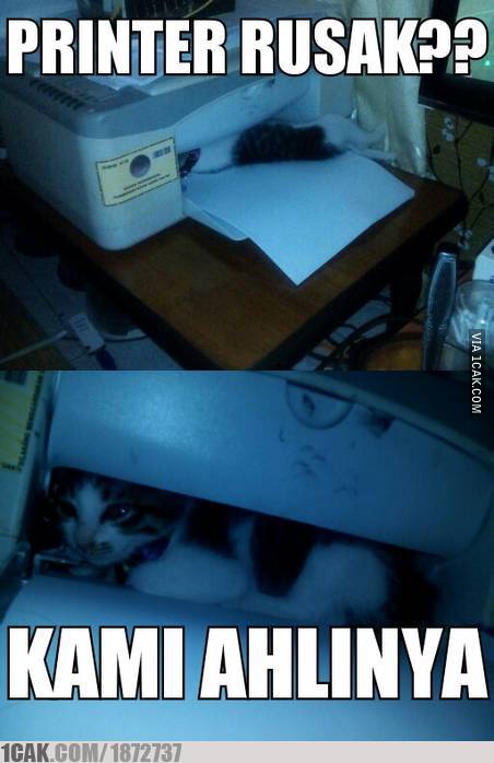 kucing tukang reparasi © berbagai sumber kucing tukang reparasi © berbagai sumber