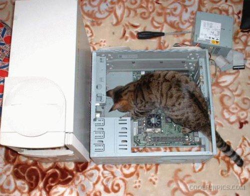 kucing tukang reparasi © berbagai sumber kucing tukang reparasi © berbagai sumber