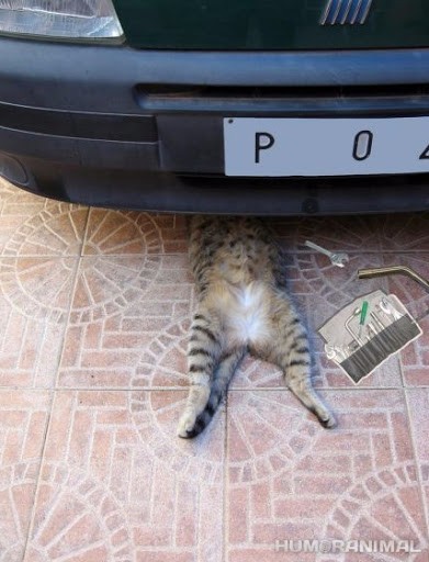 kucing tukang reparasi © berbagai sumber kucing tukang reparasi © berbagai sumber