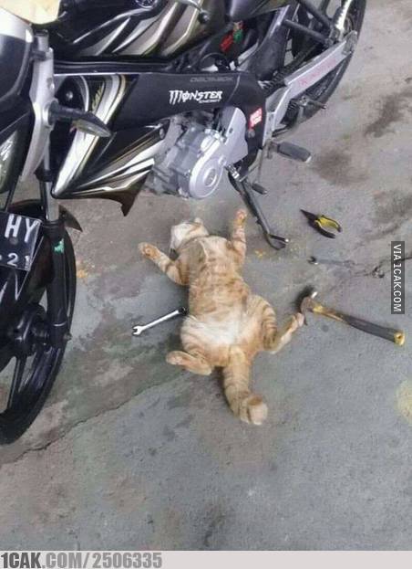 kucing tukang reparasi  © berbagai sumber