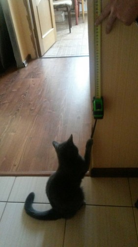 kucing tukang reparasi  © berbagai sumber