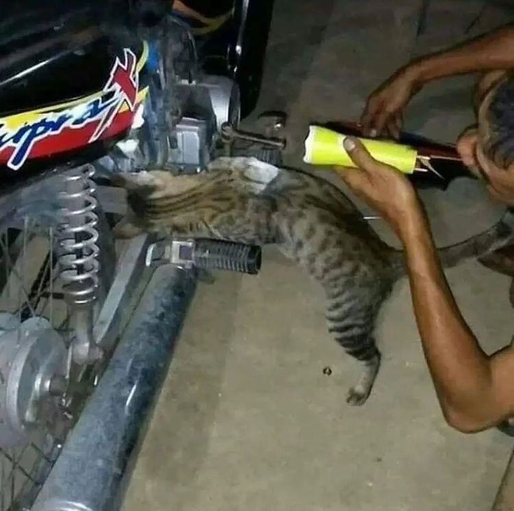 11 Potret aksi nyeleneh kucing jadi tukang reparasi, bikin gemes