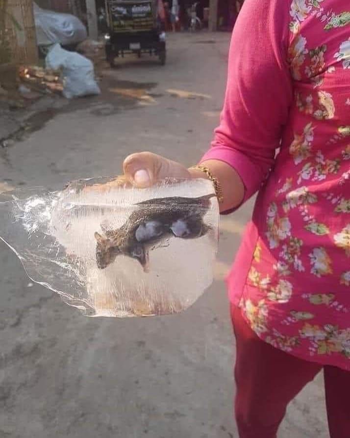 hewan nyasar di tempat aneh-aneh © berbagai sumber hewan nyasar di tempat aneh-aneh © berbagai sumber