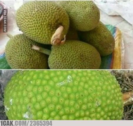 akali benda berduri tapi nyeleneh © berbagai sumber