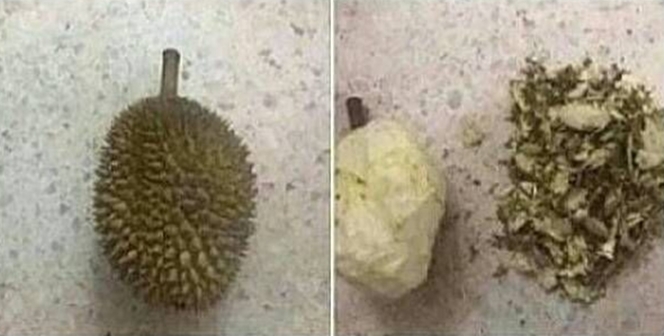 akali benda berduri tapi nyeleneh © berbagai sumber