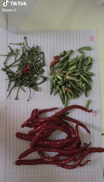 Cara menyimpan cabai tanpa kulkas, tetap segar hingga 2 minggu