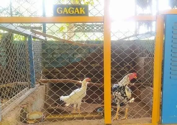 momen apes tertipu sama gambar lucu © berbagai sumber