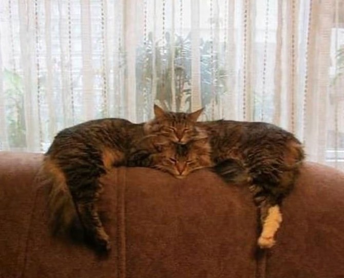 Tingkah lucu kucing saat sedang santai © 2022 Instagram 