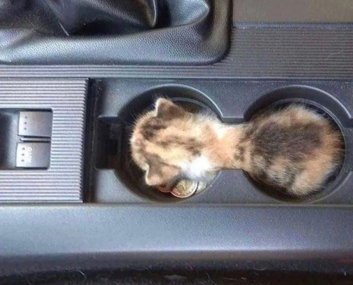 Tingkah lucu kucing saat sedang santai © 2022 Instagram 