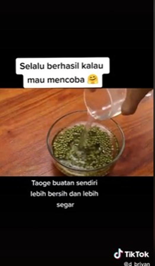 8 Cara tanam tauge dari kacang hijau di rumah, mudah tanpa tanah