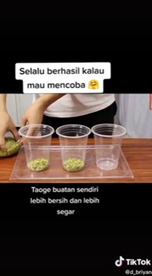 8 Cara tanam tauge dari kacang hijau di rumah, mudah tanpa tanah