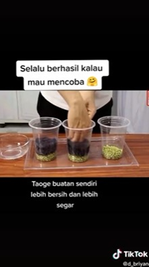 8 Cara tanam tauge dari kacang hijau di rumah, mudah tanpa tanah