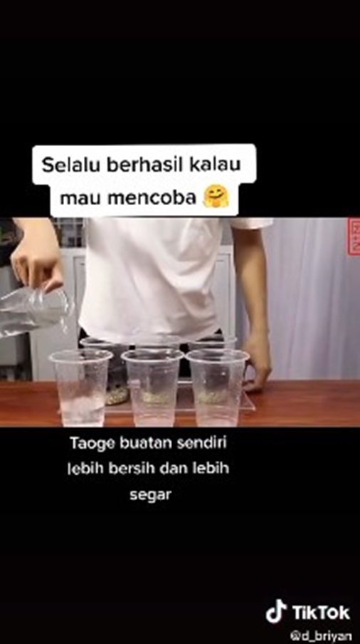 8 Cara tanam tauge dari kacang hijau di rumah, mudah tanpa tanah