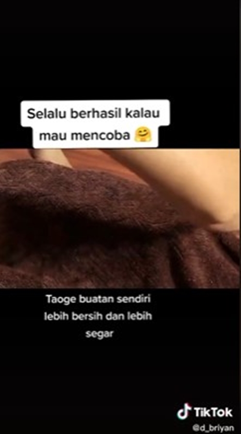 8 Cara tanam tauge dari kacang hijau di rumah, mudah tanpa tanah