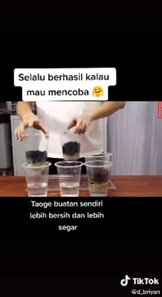 8 Cara tanam tauge dari kacang hijau di rumah, mudah tanpa tanah