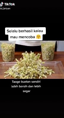 8 Cara tanam tauge dari kacang hijau di rumah, mudah tanpa tanah