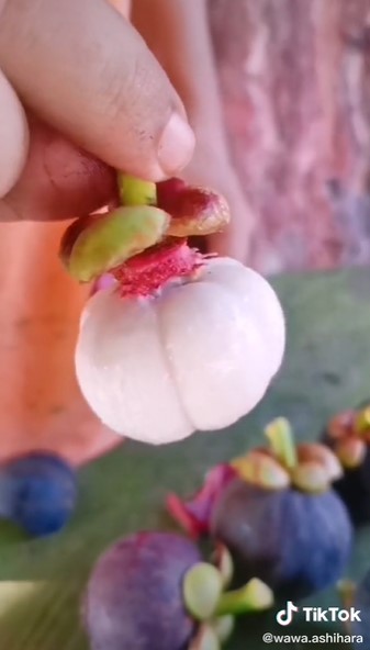 Cara jitu kupas manggis agar buahnya tidak rusak, tak perlu pisau
