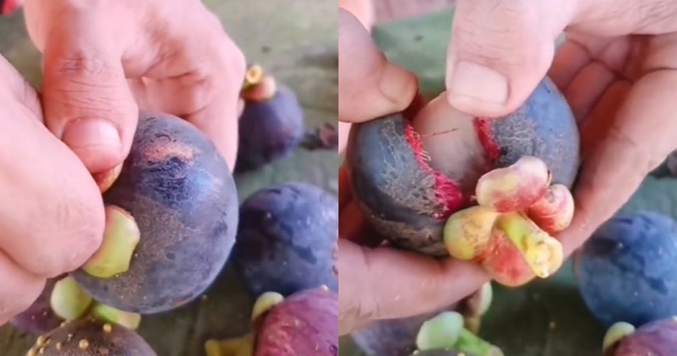 Cara jitu kupas manggis agar buahnya tidak rusak, tak perlu pisau