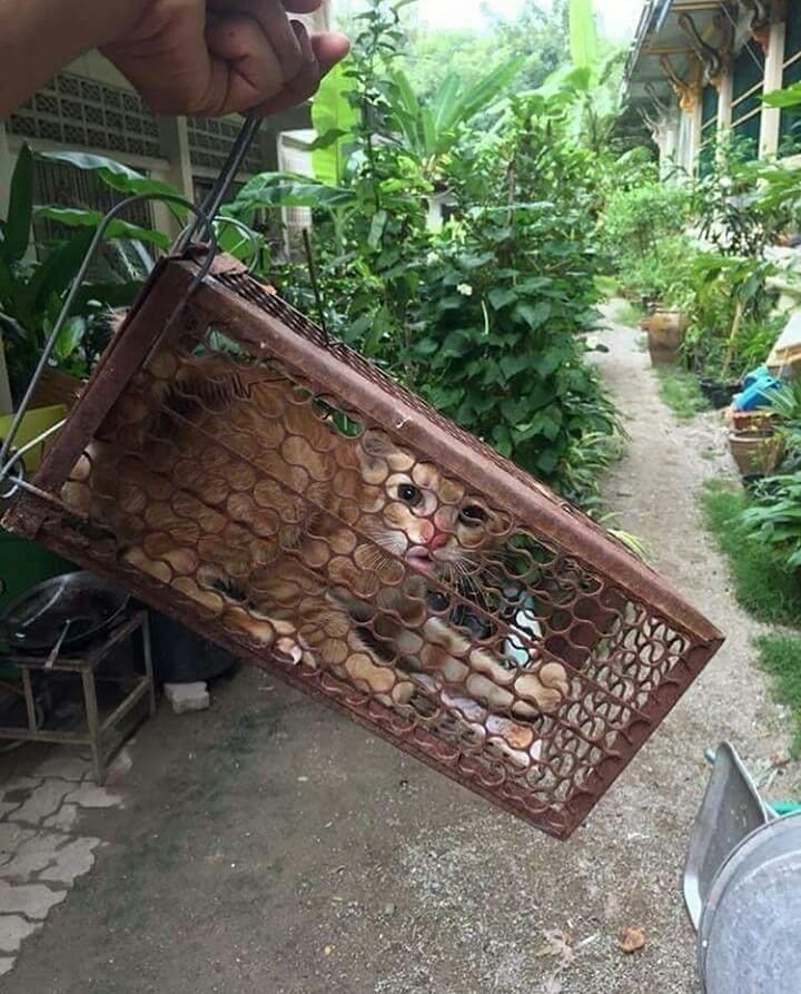 peliharaan malah kena apes nyeleneh © berbagai sumber