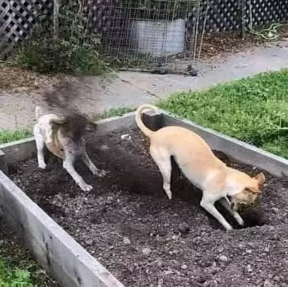 peliharaan malah kena apes nyeleneh © berbagai sumber