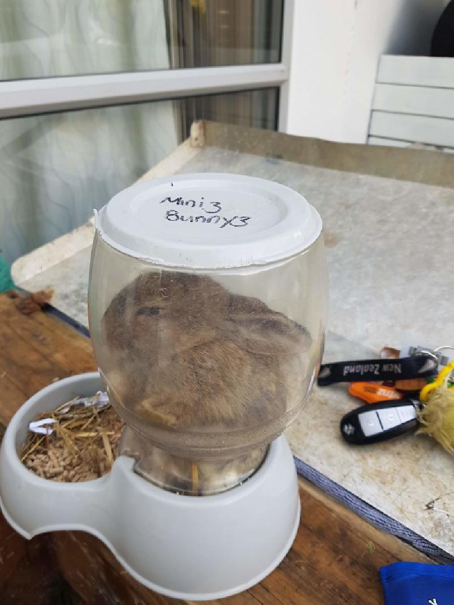 peliharaan malah kena apes nyeleneh © berbagai sumber