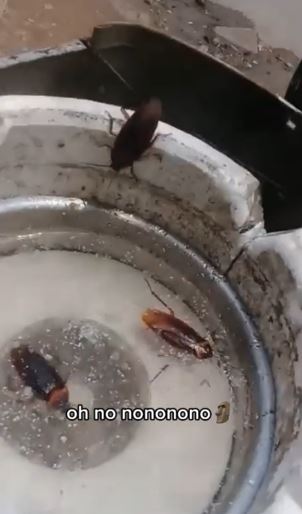 Wanita temukan kecoa pada dispensernya TikTok