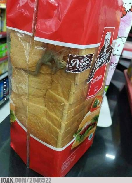 potret apes beli roti © berbagai sumber