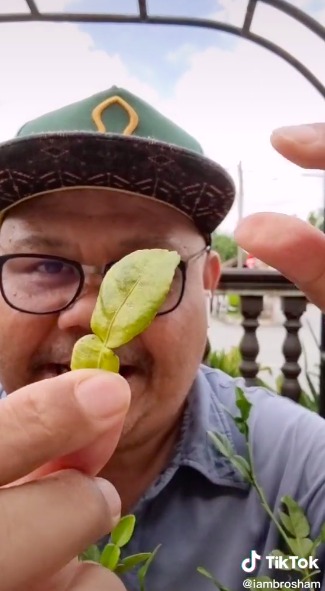 Trik pilih daun jeruk untuk masakan, beri aroma harum dan antipahit