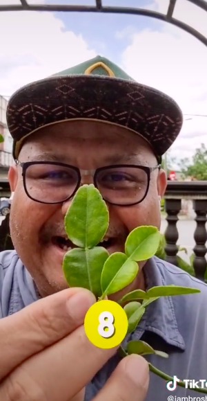 Trik pilih daun jeruk untuk masakan, beri aroma harum dan antipahit