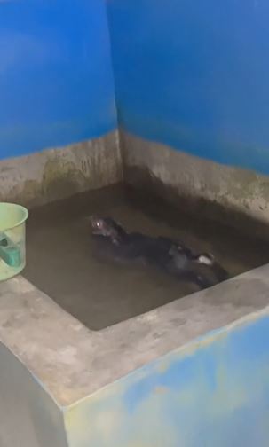 Wanita ini temukan sosok tak terduga di bak mandi TikTok Wanita ini temukan sosok tak terduga di bak mandi TikTok