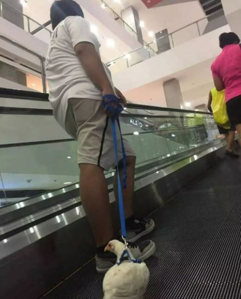 hewan diajak jalan ada-ada aja © berbagai sumber hewan diajak jalan ada-ada aja © berbagai sumber