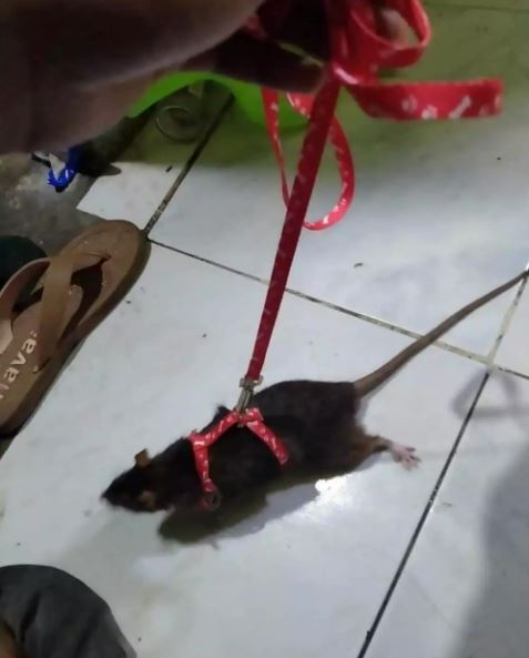 hewan diajak jalan ada-ada aja © berbagai sumber hewan diajak jalan ada-ada aja © berbagai sumber