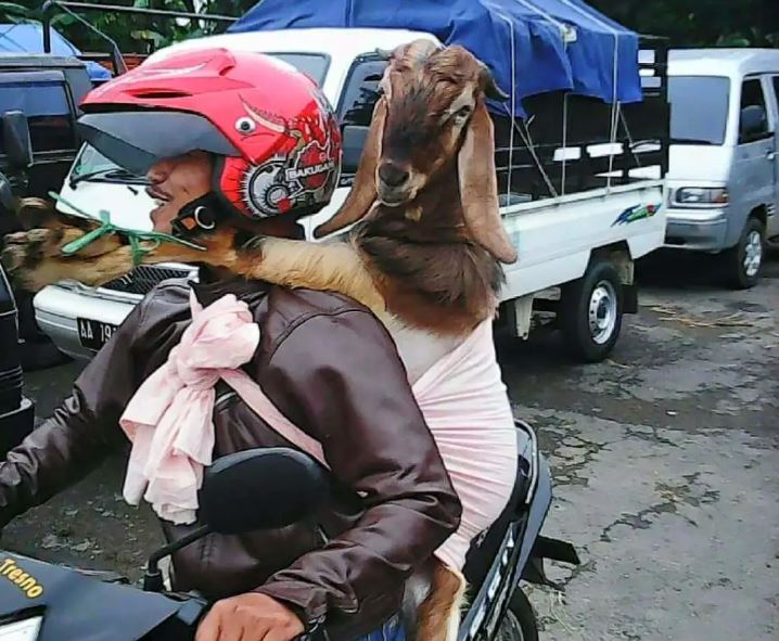 hewan diajak jalan ada-ada aja © berbagai sumber hewan diajak jalan ada-ada aja © berbagai sumber