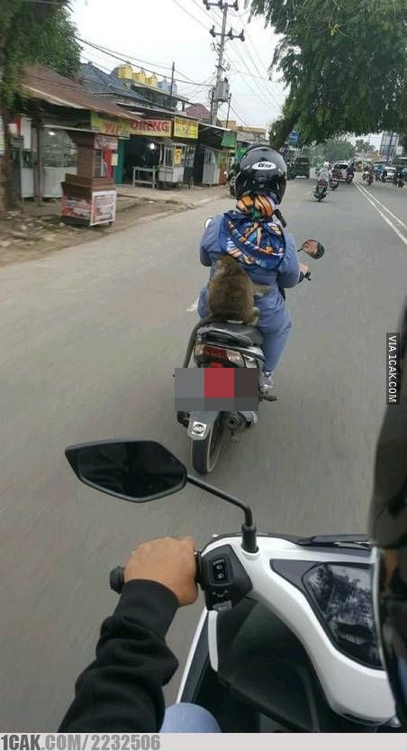 hewan diajak jalan ada-ada aja © berbagai sumber hewan diajak jalan ada-ada aja © berbagai sumber