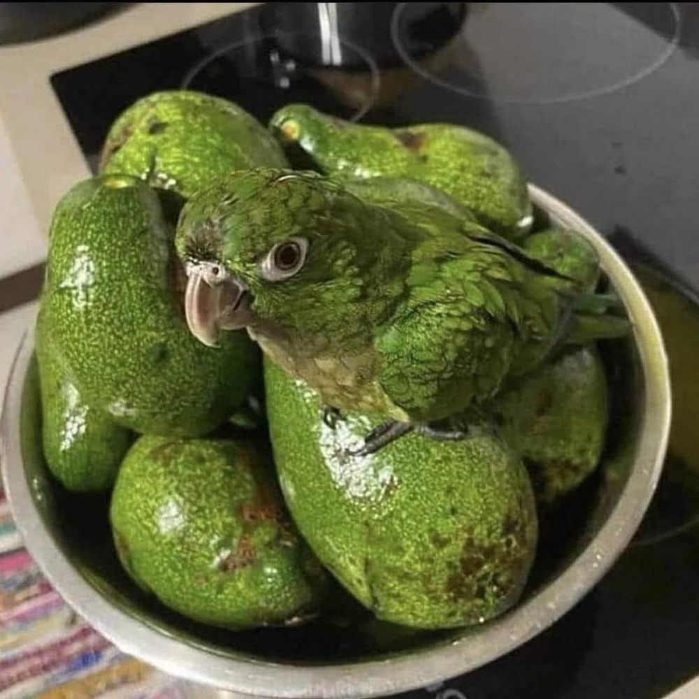 hewan nyari makanan layaknya manusia © 2022 Instagram 