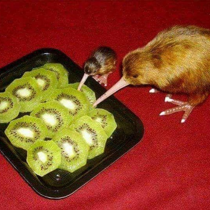 hewan nyari makanan layaknya manusia © 2022 Instagram 