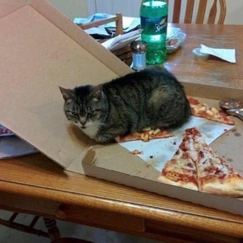 hewan nyari makanan layaknya manusia © 2022 Instagram 