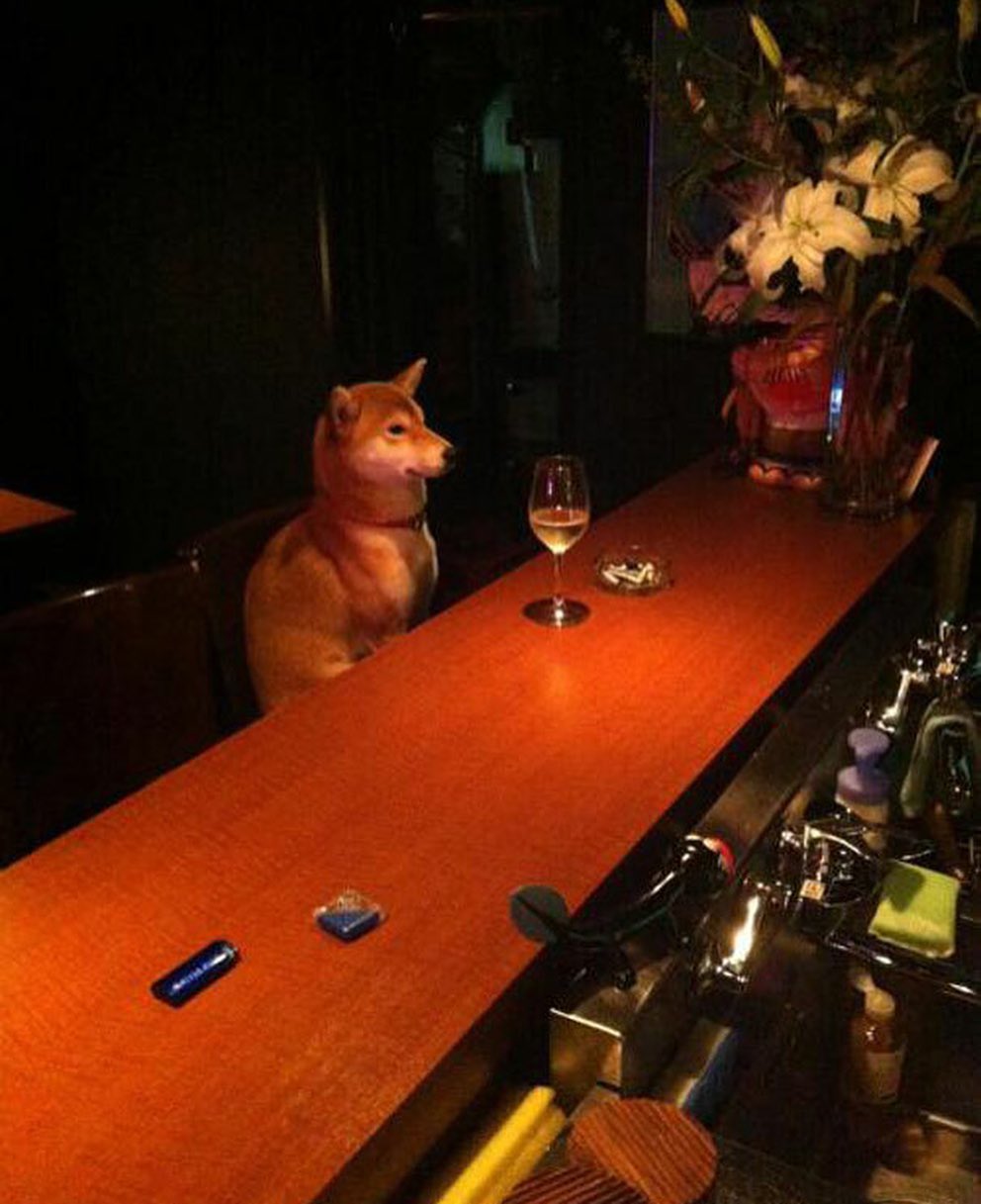 hewan nyari makanan layaknya manusia © 2022 Instagram 