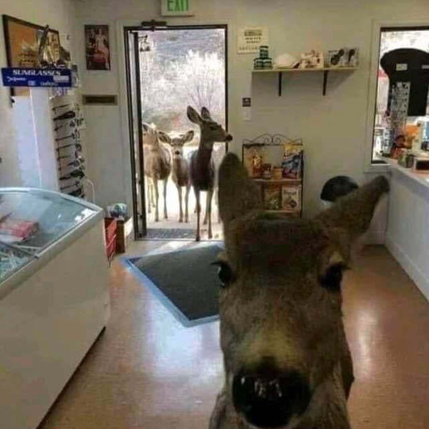 hewan nyari makanan layaknya manusia © 2022 Instagram 