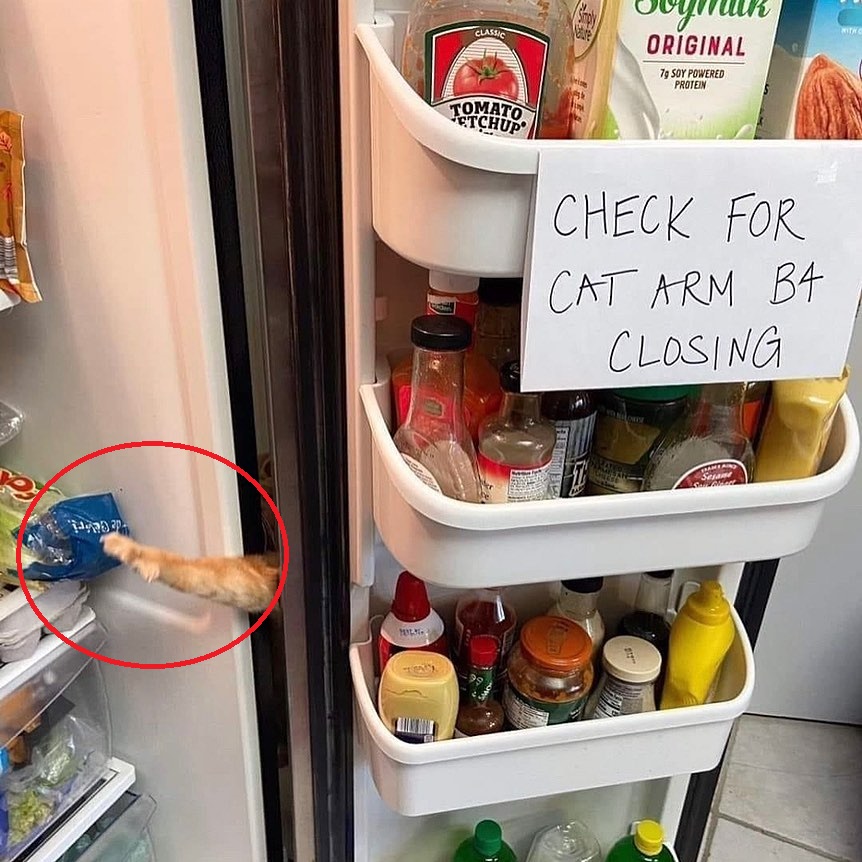 hewan nyari makanan layaknya manusia © 2022 Instagram 