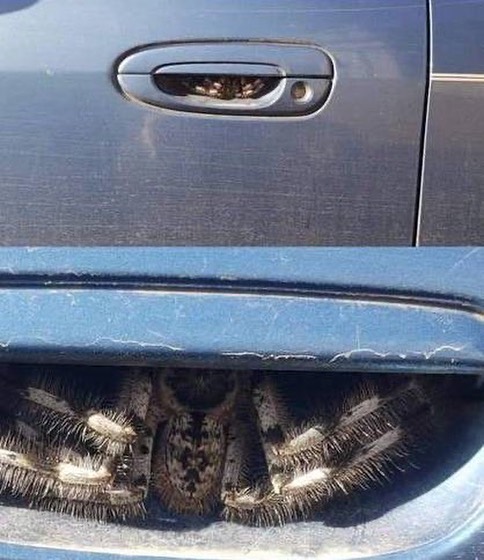 benda nongol tiba-tiba ngagetin © berbagai sumber benda nongol tiba-tiba ngagetin © berbagai sumber